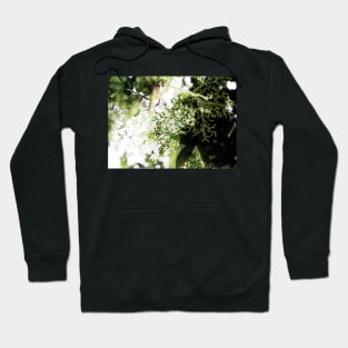 Elderflower blossom in midsummer light Hoodie